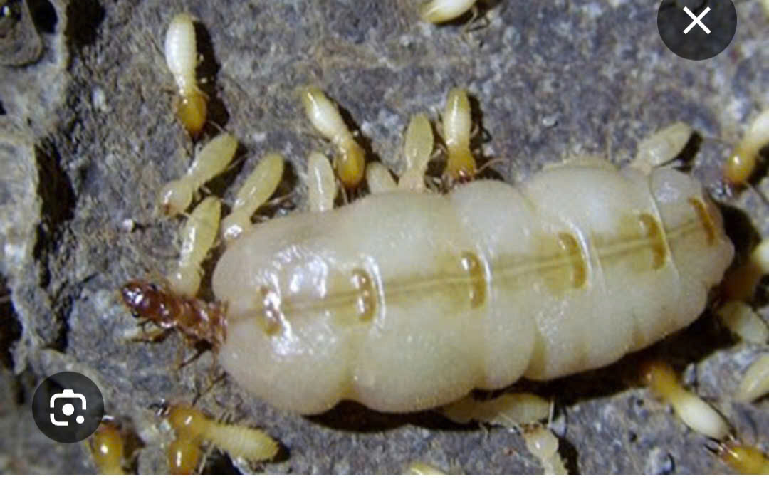 DIỆT MỐI TẠI QUY NHƠN CÔNG TY DIỆT MỐI BÌNH ĐỊNH